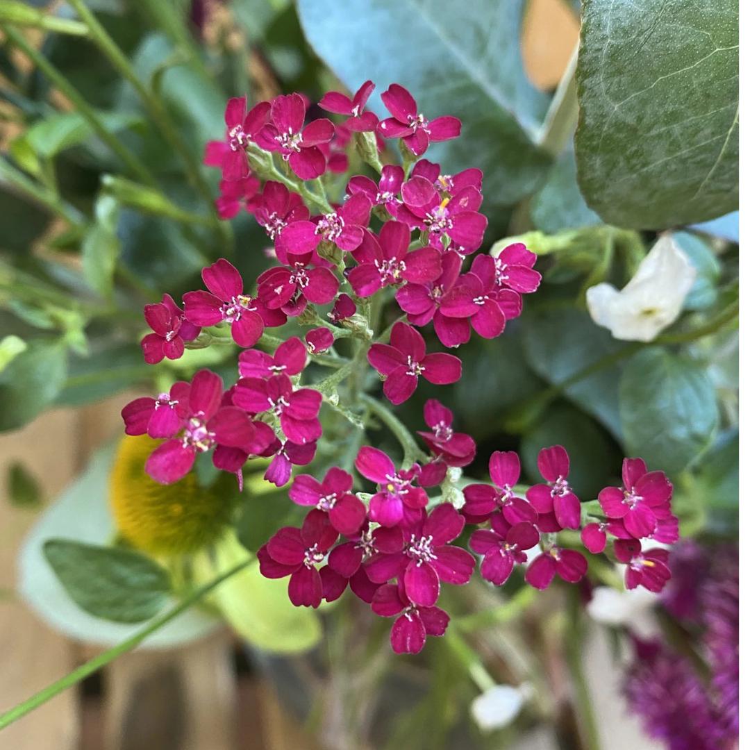 Yarrow Seeds - Cassis