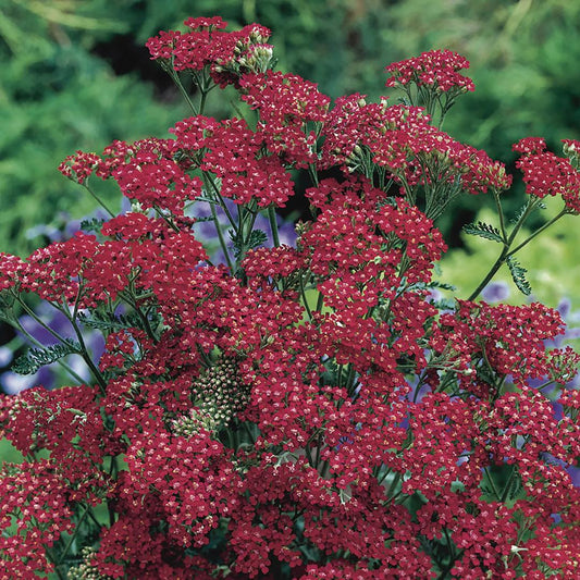 Yarrow Seeds - Cassis