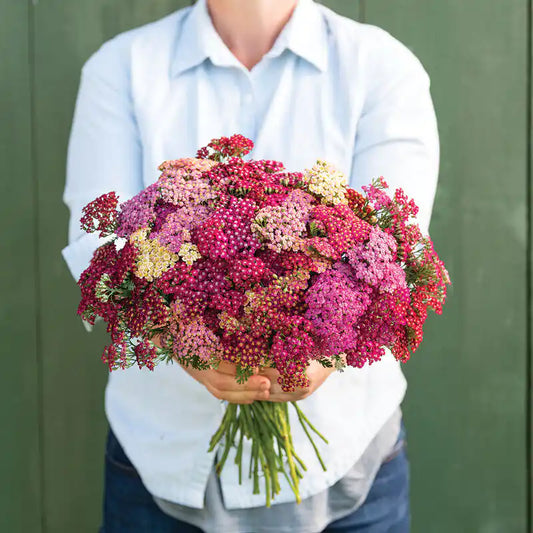 Yarrow Seeds - Flowerburst Red Shades