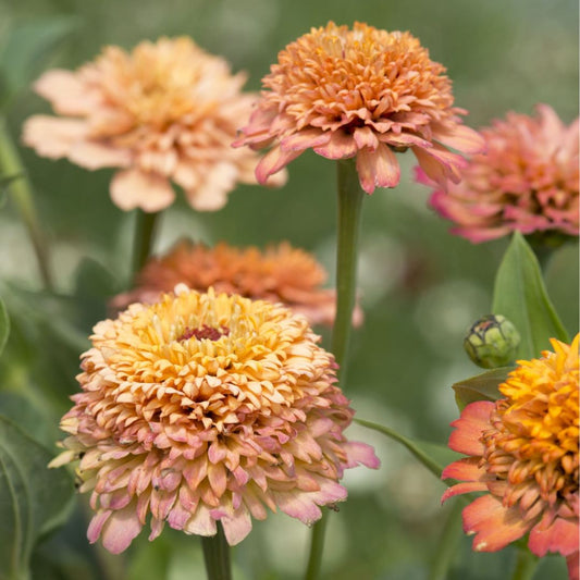 Zinnia Seeds - Cresto Peachy Pink