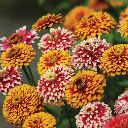 Zinnia Seeds - Salsiando Mix