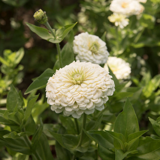 Zinnia - Benary Giant White