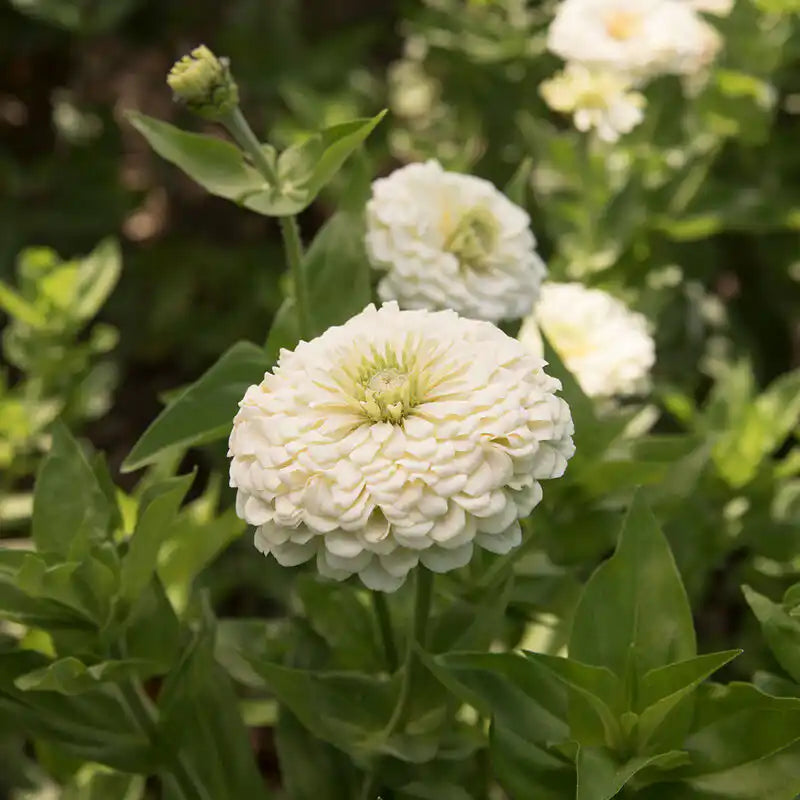 Zinnia Seeds - Benary Giant White