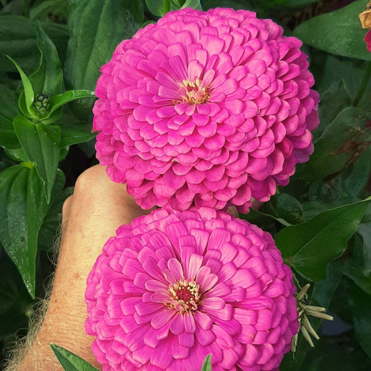 Zinnia Seeds - Benary Giant Lilac