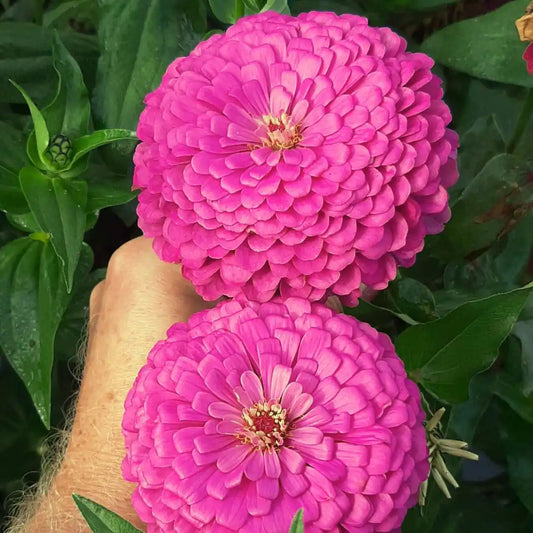 Zinnia Seeds - Benary Giant Lilac