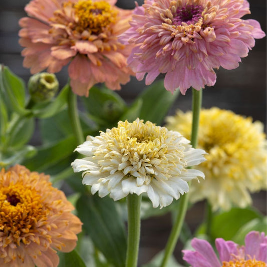 Zinnia Seeds - Cresto Peaches & Cream