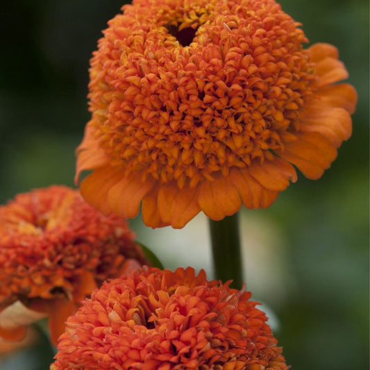 Zinnia Seeds - Cresto Orange