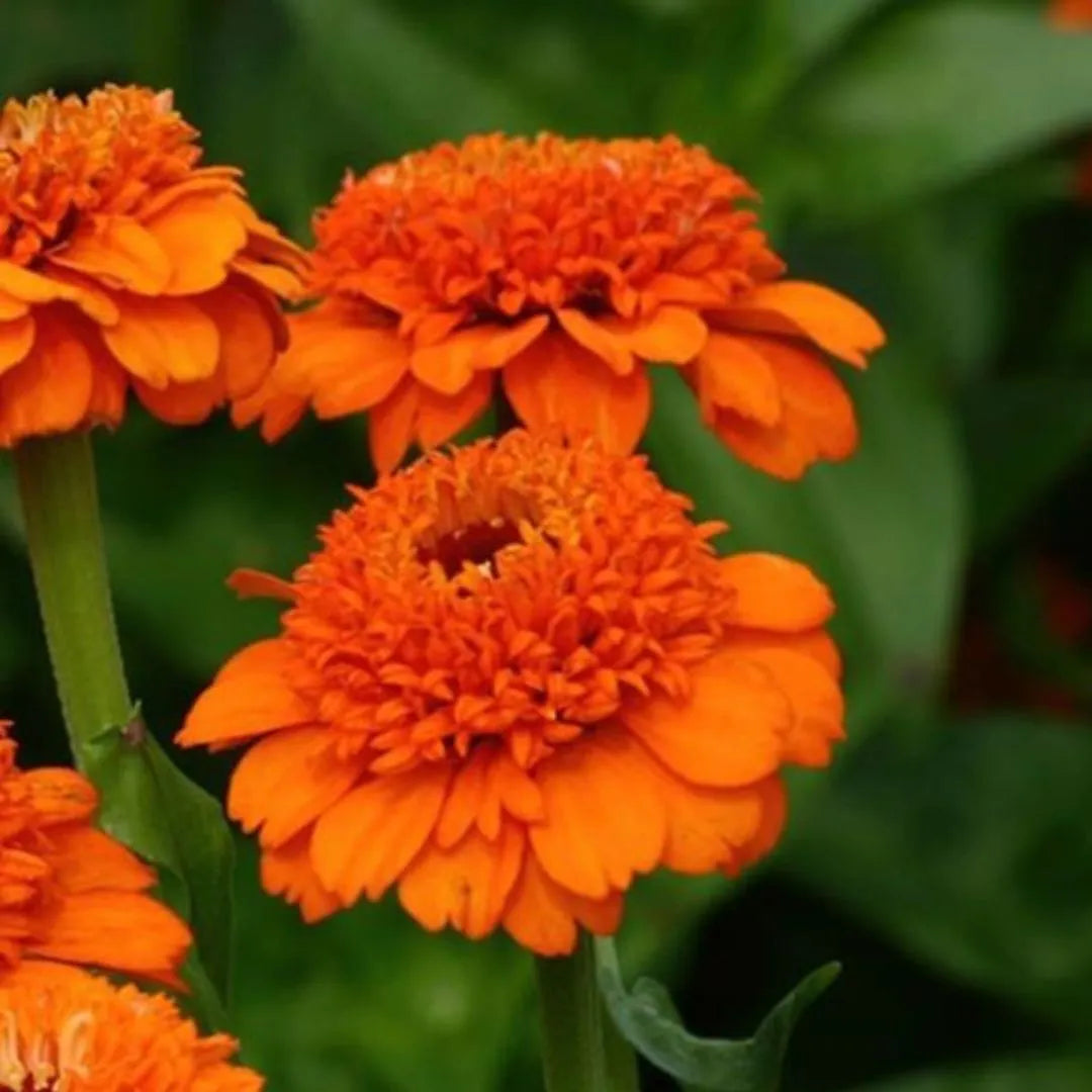 Zinnia Seeds - Cresto Orange