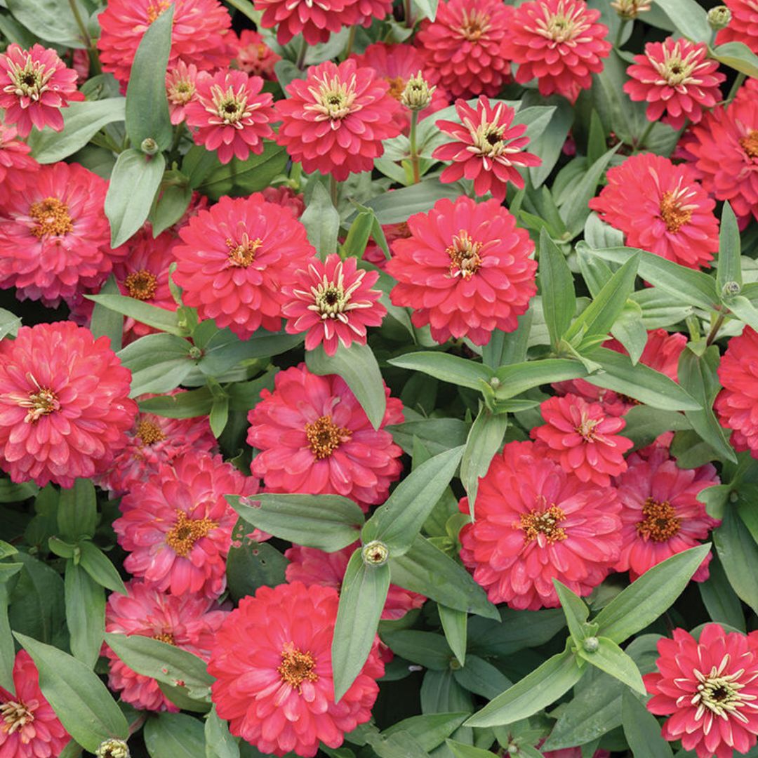 Zinnia Seeds - Dwarf Double Zahara Salmon