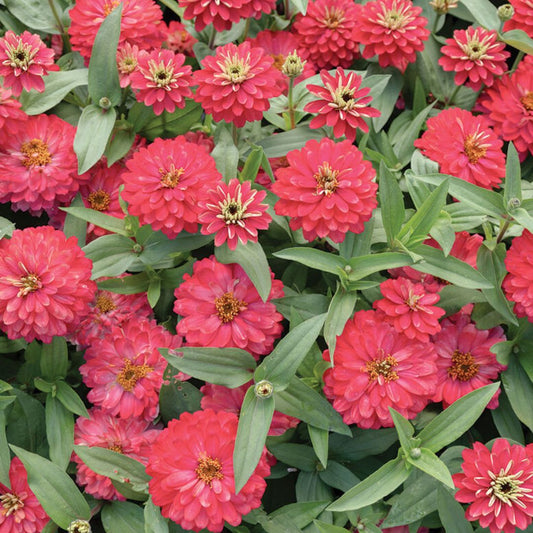 Zinnia Seeds - Dwarf Double Zahara Salmon
