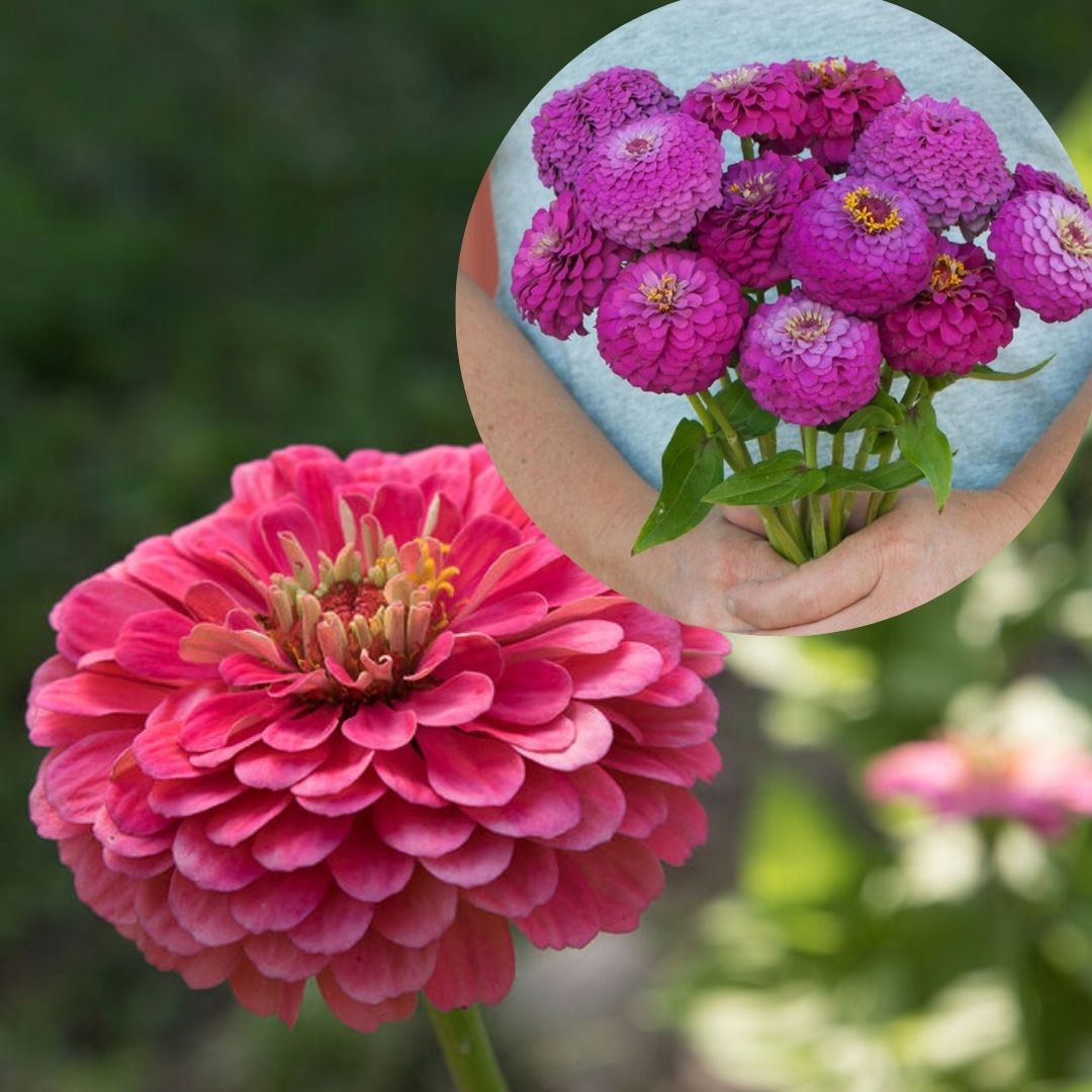 Zinnia Seeds - Carmine Rose Mix (Benary Giant, Oklahoma)