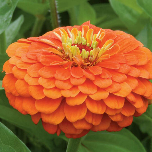Zinnia Seeds - Benary Giant Orange