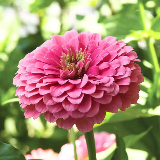 Zinnia Seeds - Benary Giant Pink