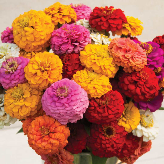 Zinnia - Oklahoma Formula Mix