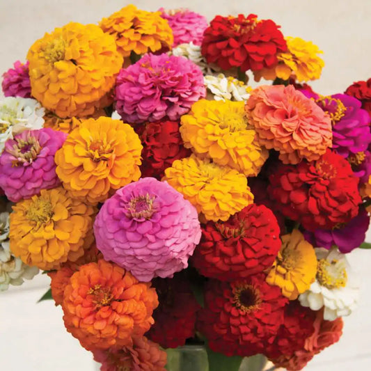 Zinnia Seeds - Oklahoma Formula Mix