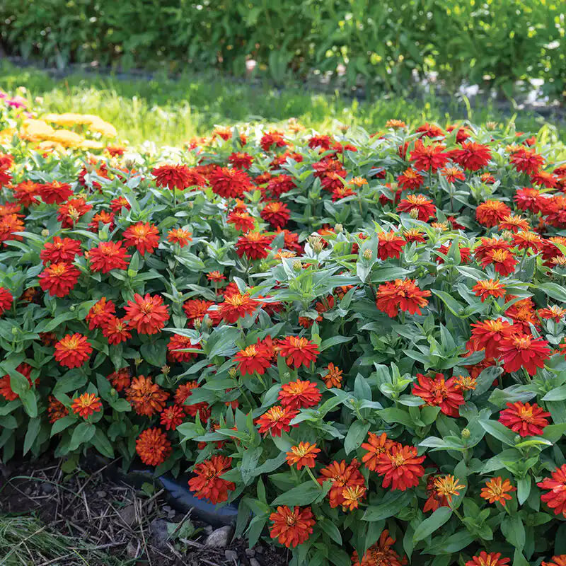 Zinnia Seeds - Dwarf Double Zahara Fire
