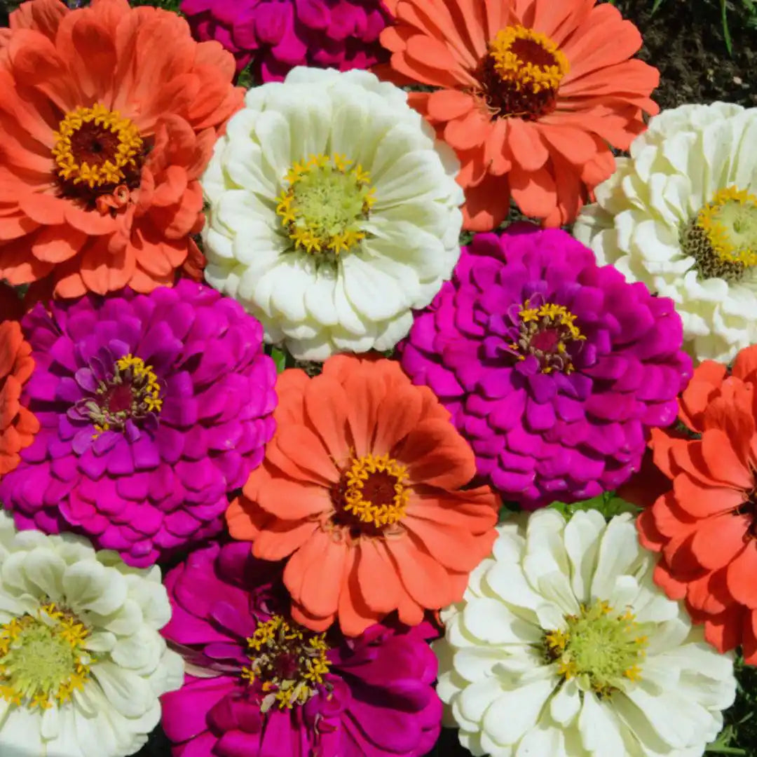 Zinnia Seeds - Under The Sea Mix