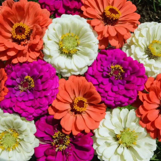 Zinnia Seeds - Under The Sea Mix
