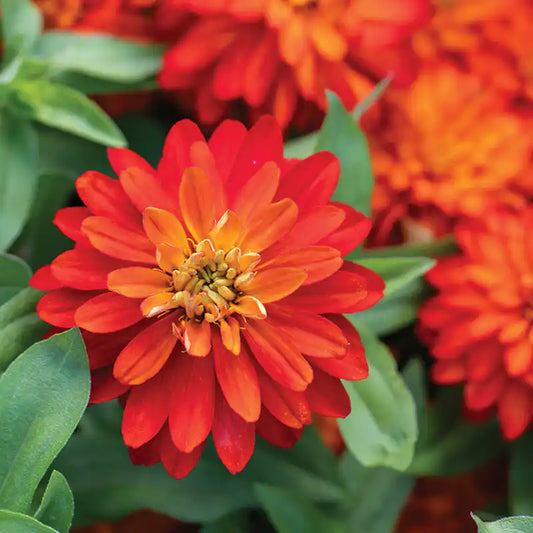 Zinnia Seeds - Dwarf Double Zahara Fire