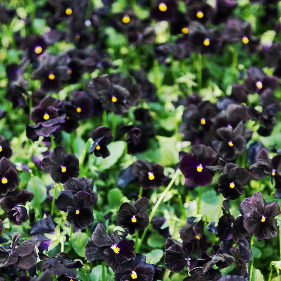 Back To Black Pansy Viola Seeds - Circle Farms seeds