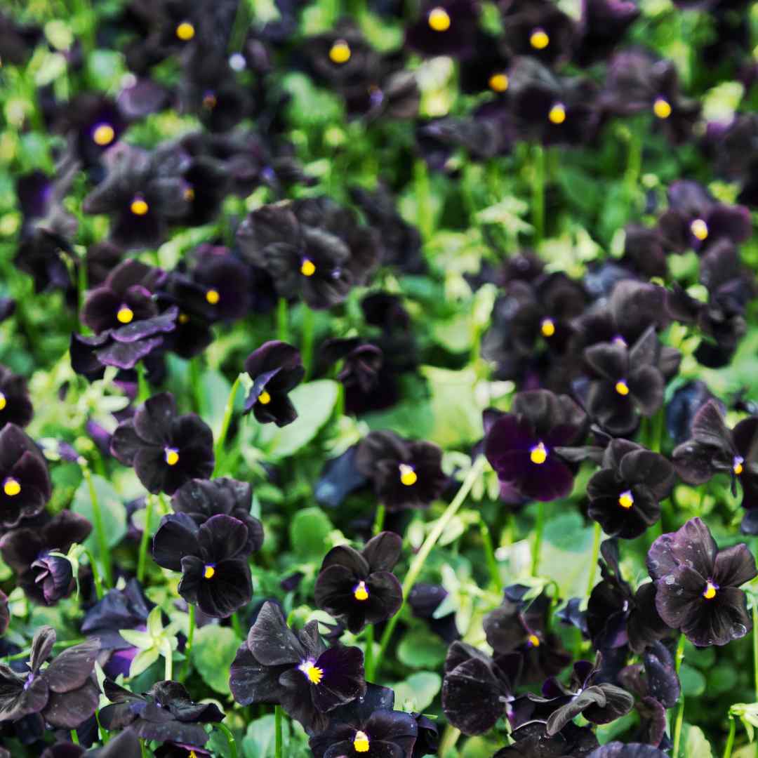 Back To Black Pansy Viola Seeds