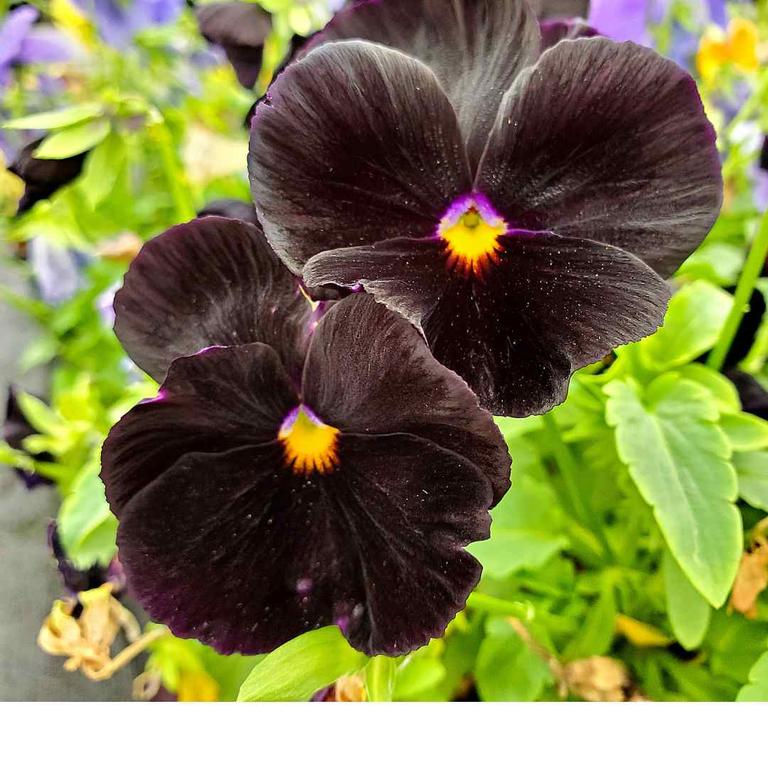 Back To Black Pansy Viola Seeds - Circle Farms seeds