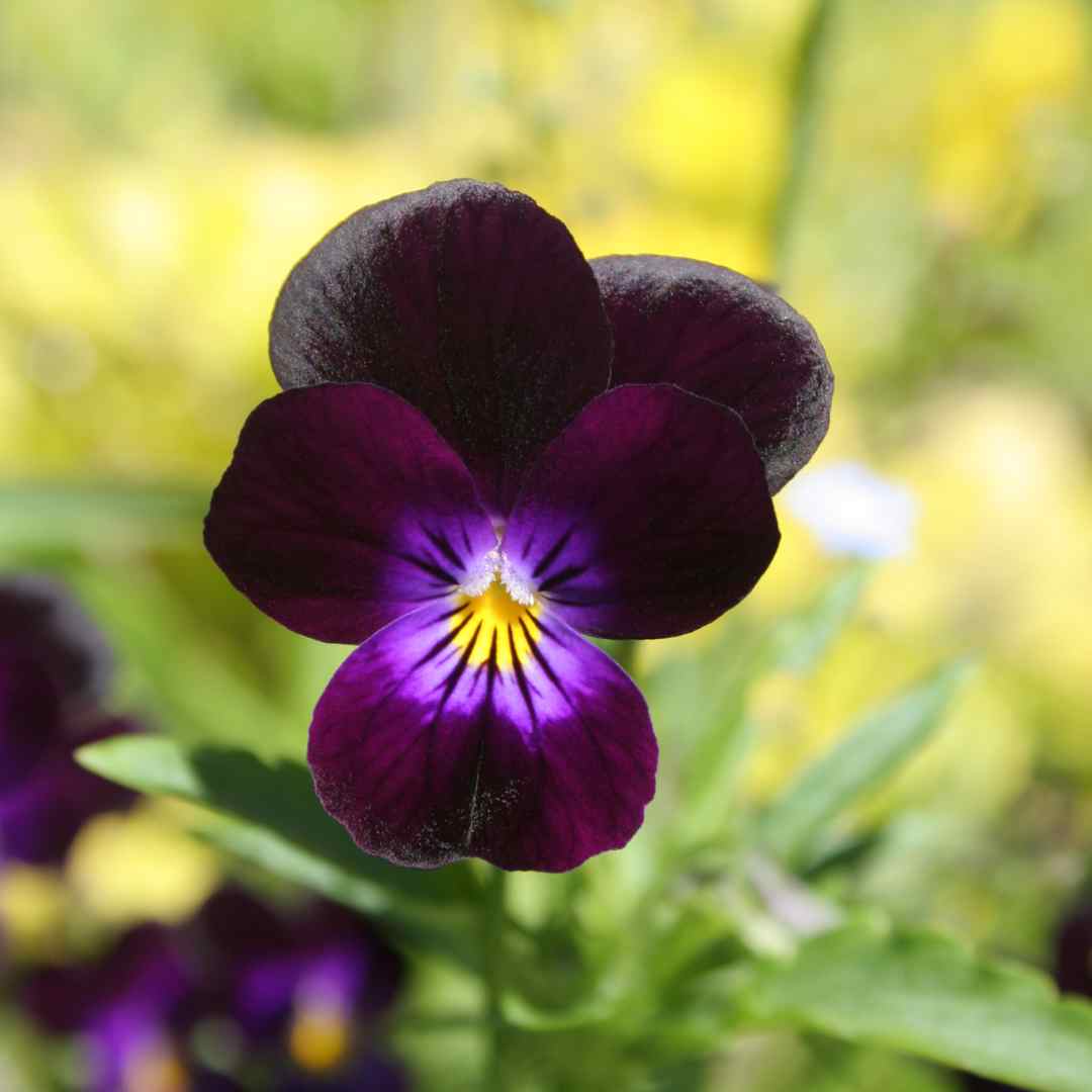Back To Black Pansy Viola Seeds - Circle Farms seeds
