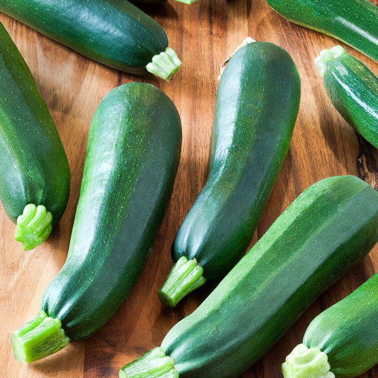 Black Beauty Zucchini - Circle Farms seeds