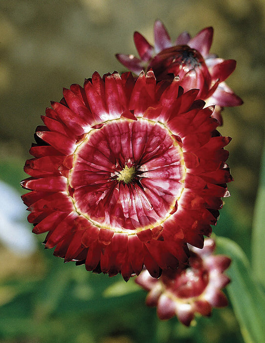 Strawflower - Swiss Giant Burgundy