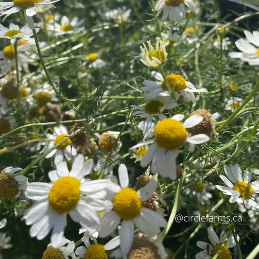 Chamomile - German (Organic)