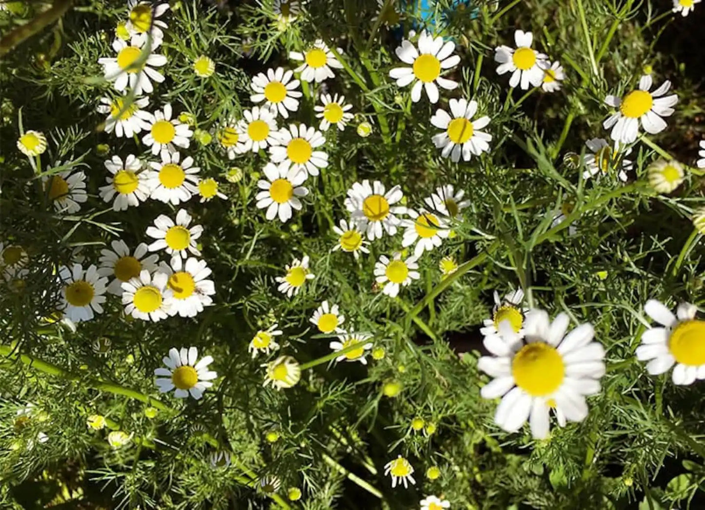 Chamomile - German (Organic)