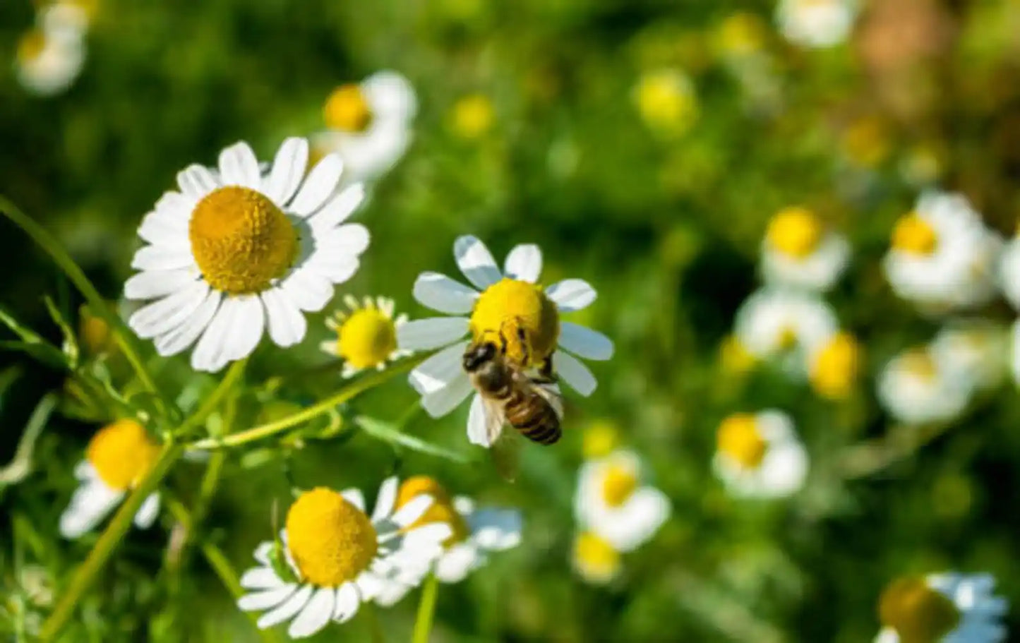 Chamomile - German (Organic)