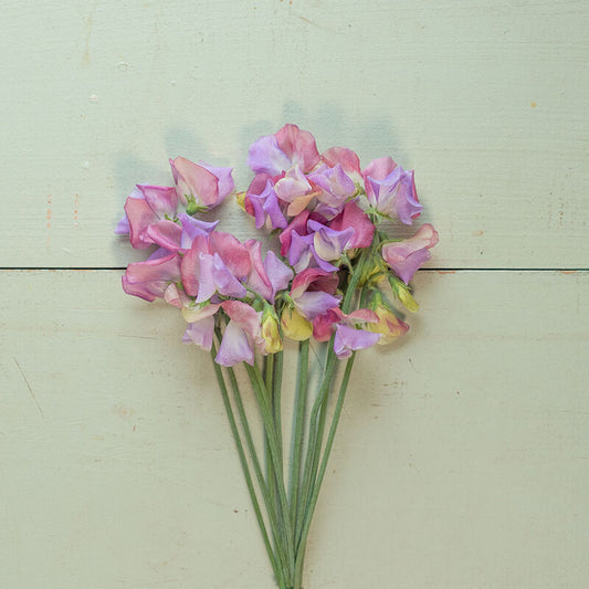 Sweet Pea Flower - Enchante