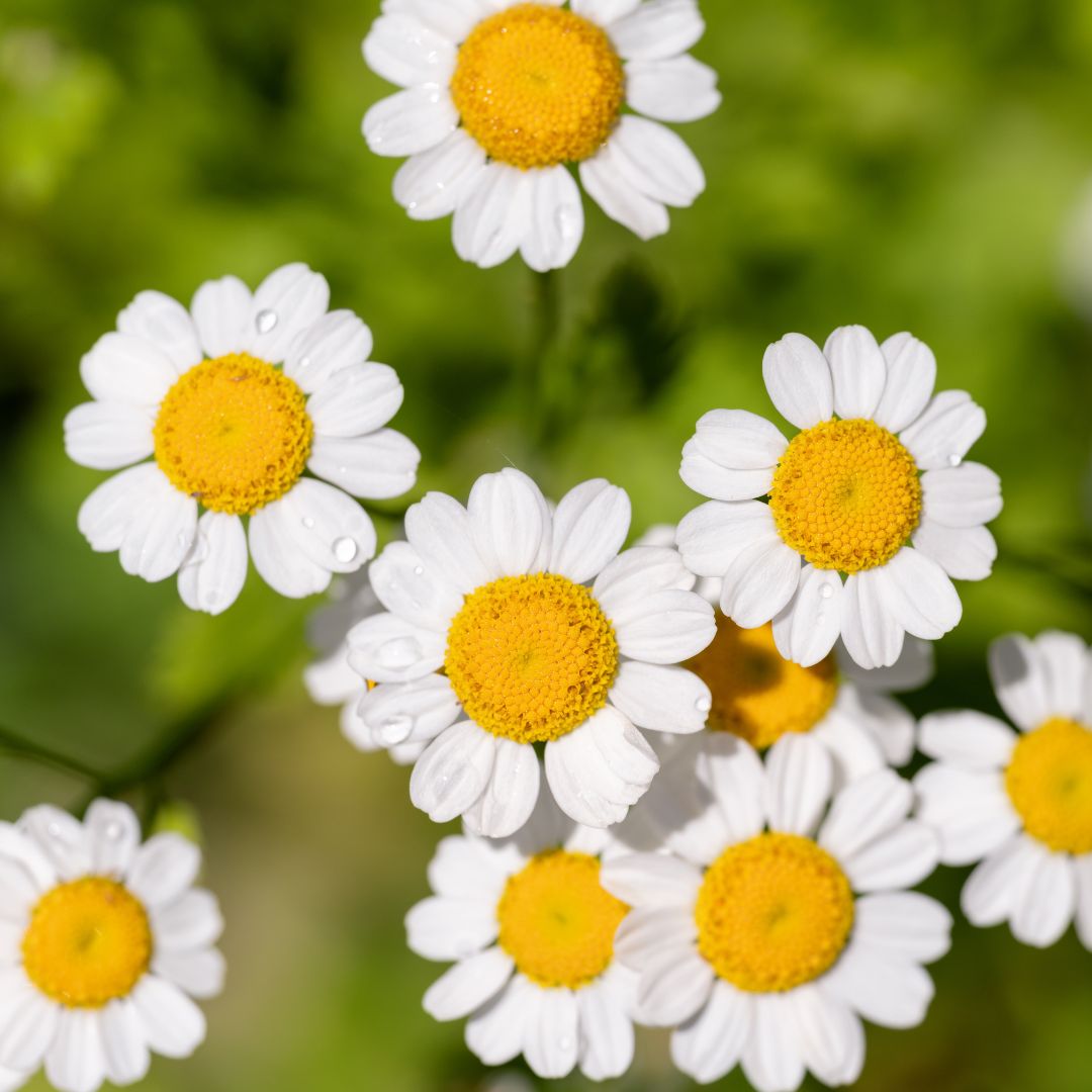Feverfew