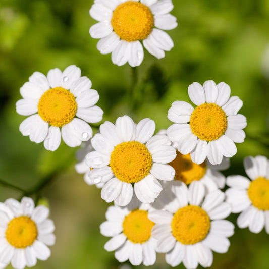 Feverfew