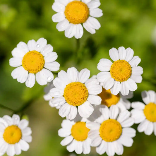 Feverfew Seeds