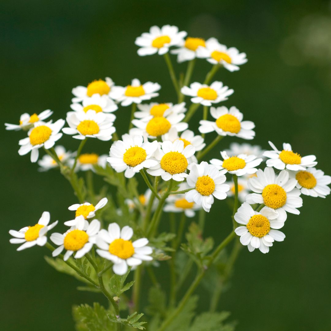 Feverfew