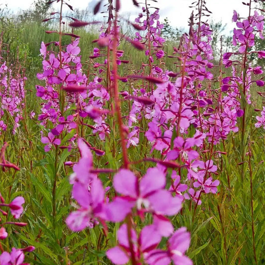 Fireweed - Native Wildflower