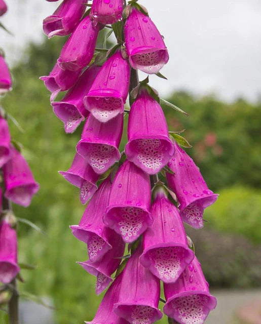 Foxglove - Purple Pink