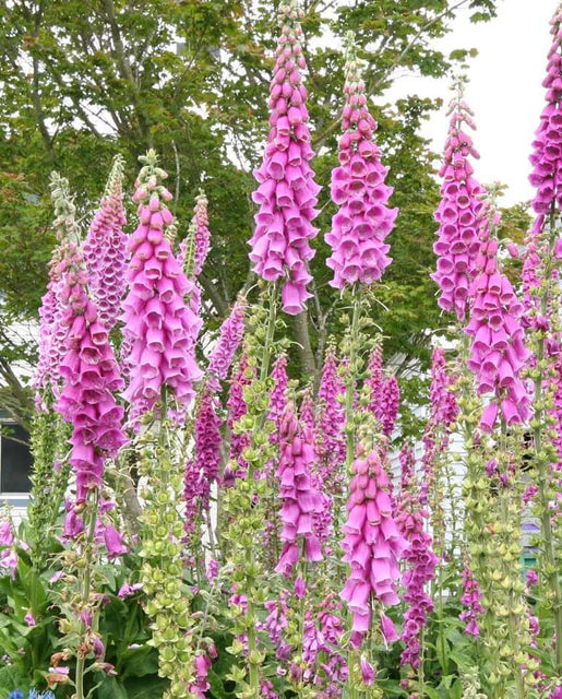 Foxglove - Purple Pink