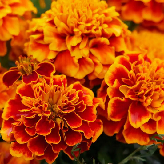 Marigold Seeds - French Tall