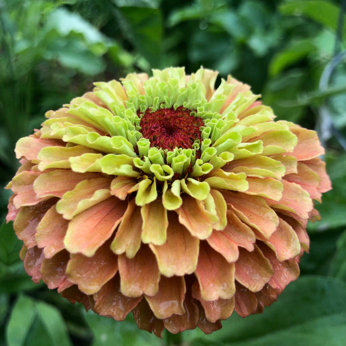 Queen of the Zinnias - Queen Lime Orange