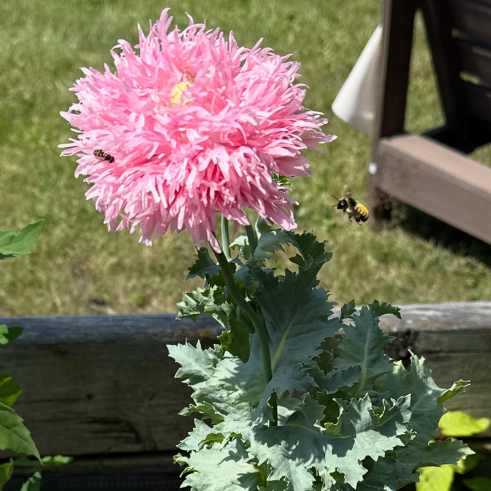 Pink poppy