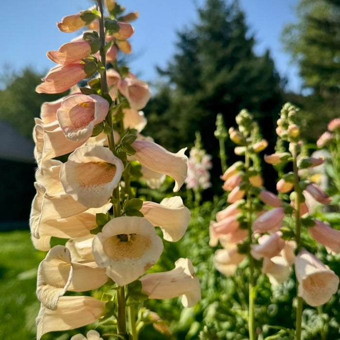 Echo's Garden