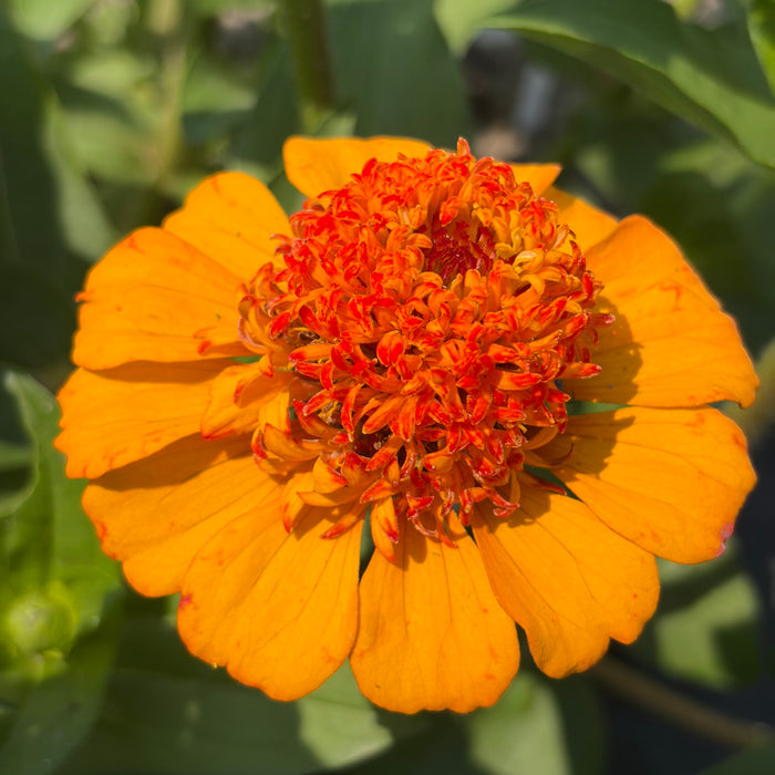 Favourite zinnia in the garden