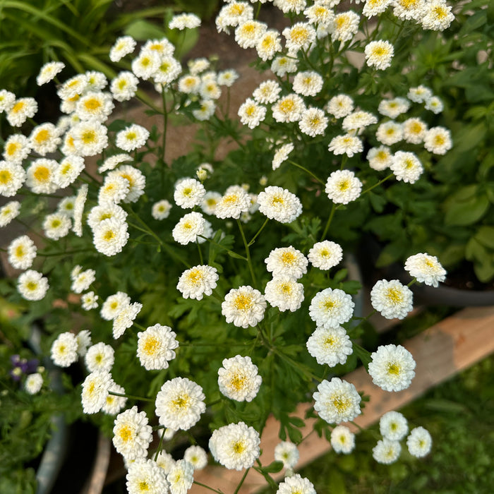 Kristen’s first garden 