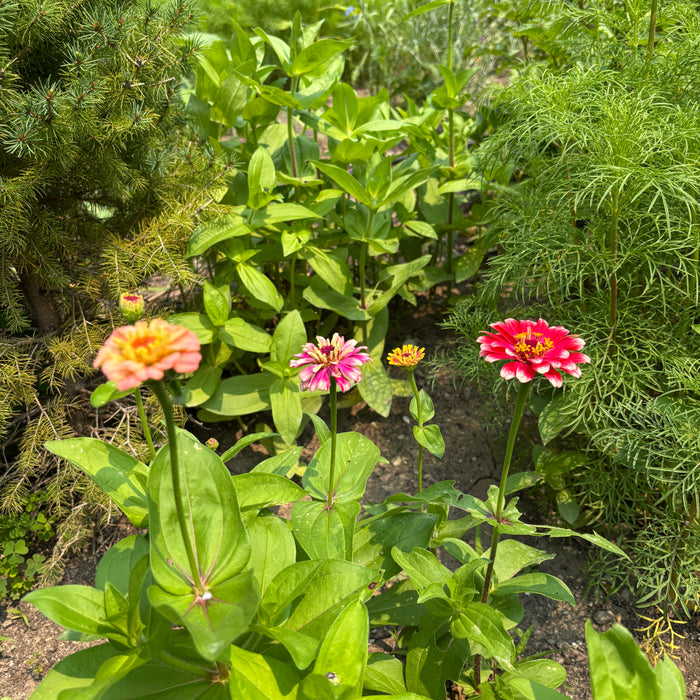 First zinnias of the season