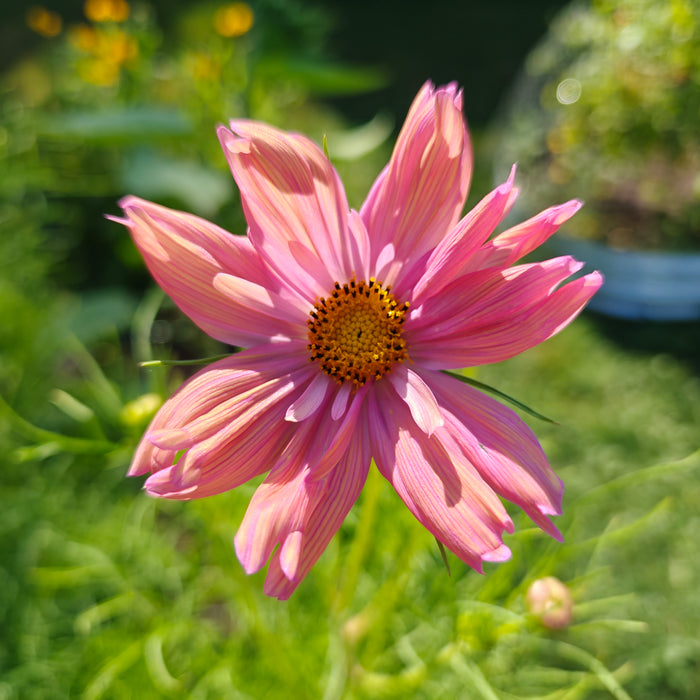 Michelle's Garden 