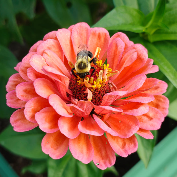 Michelle's Garden 