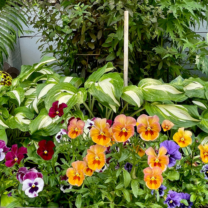 Long stemmed violas!